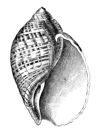 19th century engraving of a sea shellの写真素材