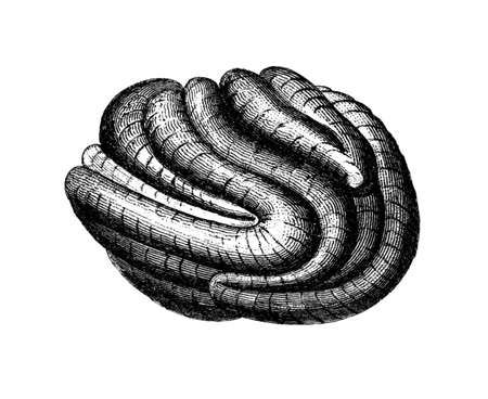 Victorian engraving of a coral. Digitally restored image from a mid-19th century Encyclopaedia.の写真素材