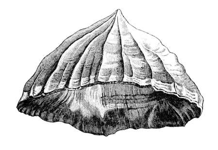 19th century engraving of a sea shellの写真素材