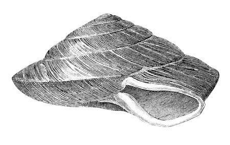 19th century engraving of a sea shellの写真素材