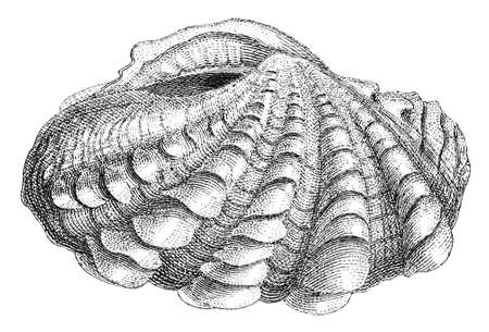 19th century engraving of a clam shellの写真素材