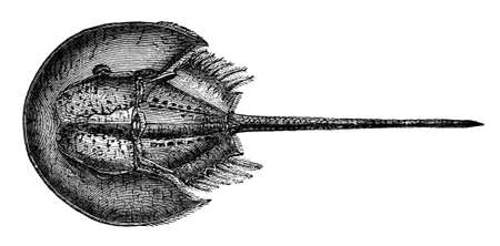 19th century engraving of a king crabの写真素材