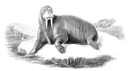 19th century engraving of a walrusの写真素材
