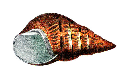 19th century engraving of a colourful sea snail