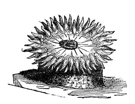 Victorian engraving of an anemone. Digitally restored image from a mid-19th century Encyclopaedia.の写真素材