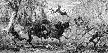 Victorian engraving of a buffalo hunt by indigenous Africansの写真素材