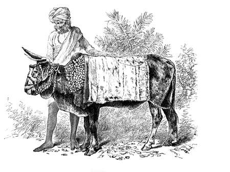 Victorian engraving of a sacred ox, India. Digitally restored image from a mid-19th century Encyclopaedia.の写真素材
