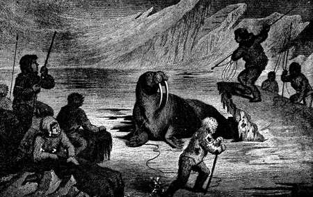 Victorian engraving of a walrus huntの写真素材