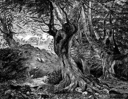 19th century engraving of an ancient forestの写真素材