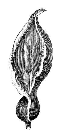 Victorian engraving of a calla lily. Digitally restored image from a mid-19th century Encyclopaedia.の写真素材