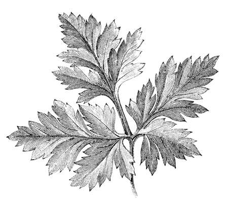 19th century engraving of a leafの写真素材