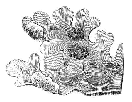 19th century engraving of a lichenの写真素材