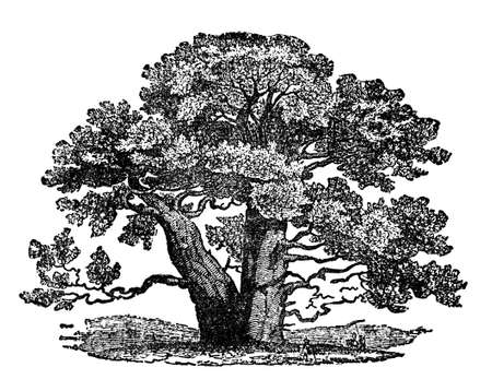 Victorian engraving of a baobab tree. Digitally restored image from a mid-19th century Encyclopaedia.の写真素材