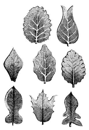 Victorian engraving of a collection of leaves. Digitally restored image from a mid-19th century Encyclopaedia.の写真素材