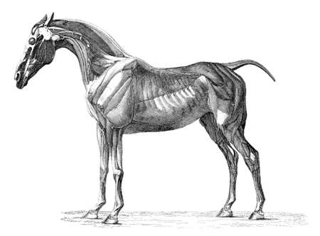 19th century engraving of muscles of the horseの写真素材