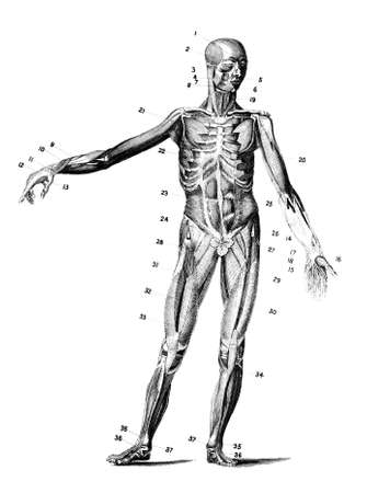 19th century anatomical engraving of the human body musclesの写真素材