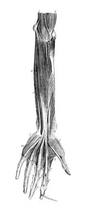 Victorian engraving of the muscles of the human arm. Digitally restored image from a mid-19th century Encyclopaedia.の写真素材
