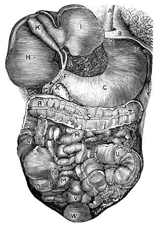 Digitally restored from a late 19th Century encyclopedia.の写真素材