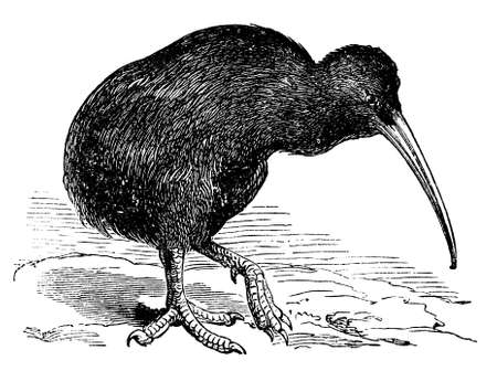 Digitally restored from a late 19th Century encyclopedia.の写真素材