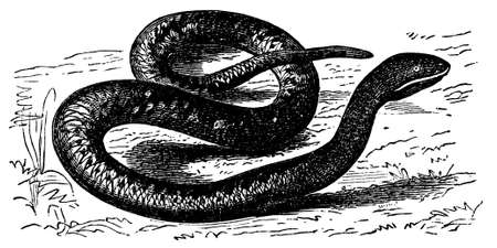 Digitally restored from a late 19th Century encyclopedia.