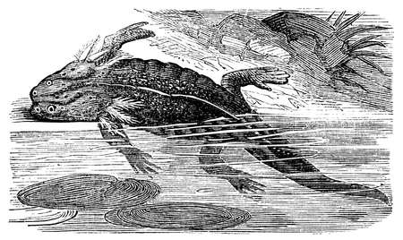 Digitally restored from a late 19th Century encyclopedia.の写真素材