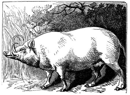 Digitally restored from a late 19th Century encyclopedia.の写真素材