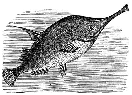 Digitally restored from a late 19th Century encyclopedia.の写真素材