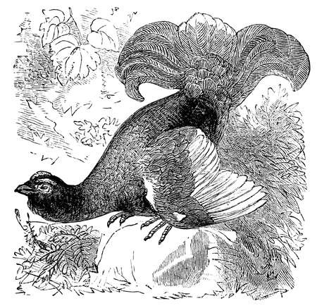 Digitally restored from a late 19th Century encyclopedia.の写真素材