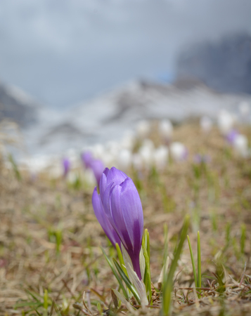 Flower of a violet crocus on an indistinct backgroundの写真素材