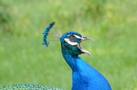 The head of the shouting peacock on a green backgroundの写真素材