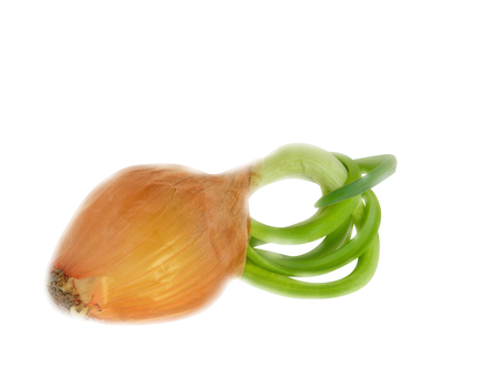 The growing green onions from a onionの写真素材