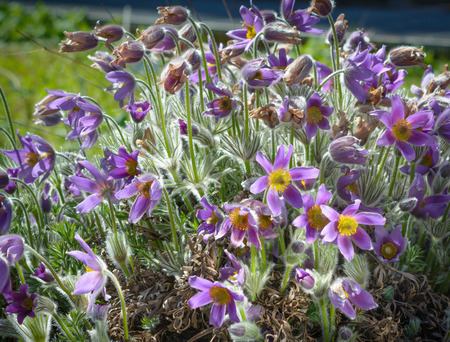 Violet Flowers of Pulsatilla at sunlight