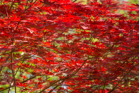 Leaves of the Japanese maple indistinct in a horizontal formatの写真素材