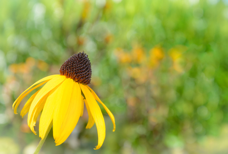 RudbÃ©ckia flower against the background of green colorの写真素材