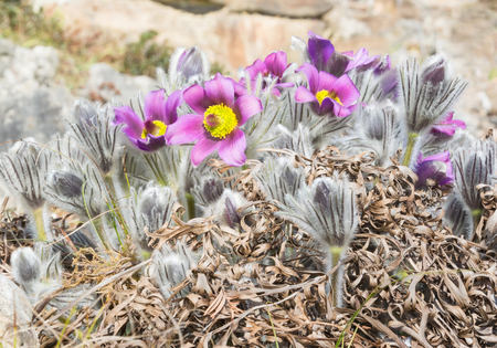 Buds of the spring violet blossoming primrosesの写真素材