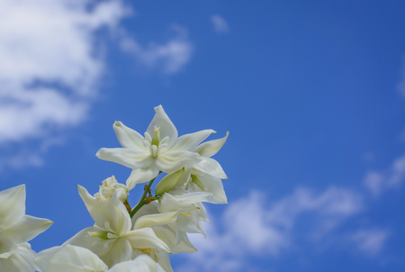 Flowers Yucca against the background of the skyの写真素材