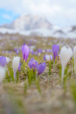 Violet crocus against the background of an indistinct landscapeの写真素材