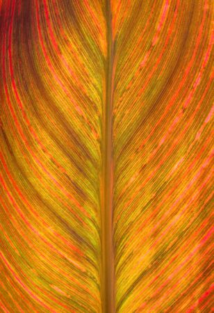 Multicolored part of Cannes leaf in vertical formatの写真素材