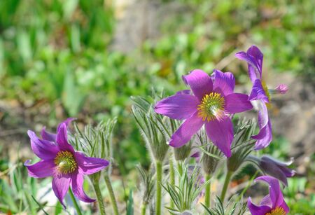 PulsatÃ­lla pÃ¡tens flower in horizontal format
