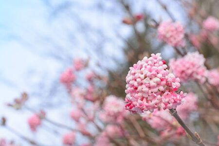 Sprig of pink lilac on a blurred backgroundの写真素材