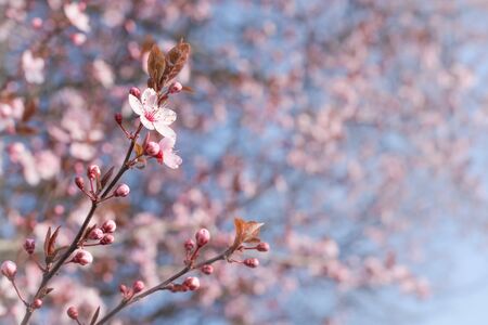 Twig with flowers and cherry buds on a blurred background, horizontal formatの写真素材