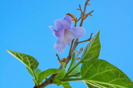 Lilac flower of paulownia tree on sky background