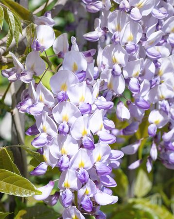 Inflorescence of purple wisteria on a blurred backgroundの写真素材