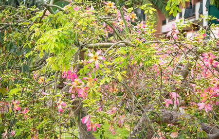 View of Silk floss tree flower in horizontal format