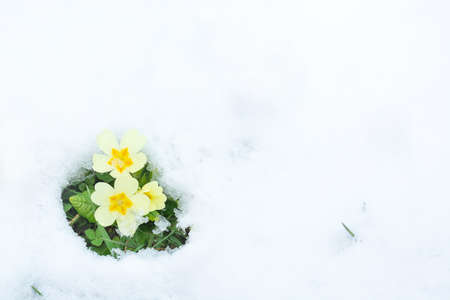 Yellow primrose flowers on a snowy background in horizontal formatの写真素材