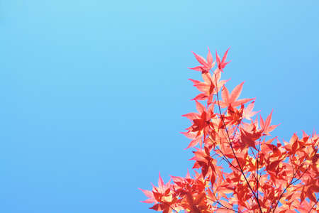 Background with red leaves of japanese maple on blue sky