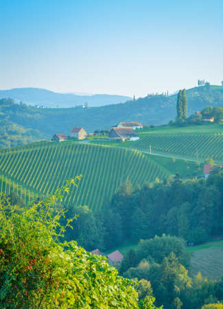 View of the green hills with vineyards in the eveningの写真素材