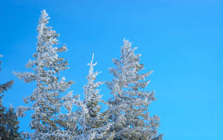 Three snow-covered fir trees in hoarfrost against the skyの写真素材