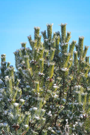 Pine twigs in winter with snow on a background of blue skyの写真素材