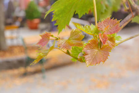 Blurred background with grape autumn leaves of green shadesの写真素材